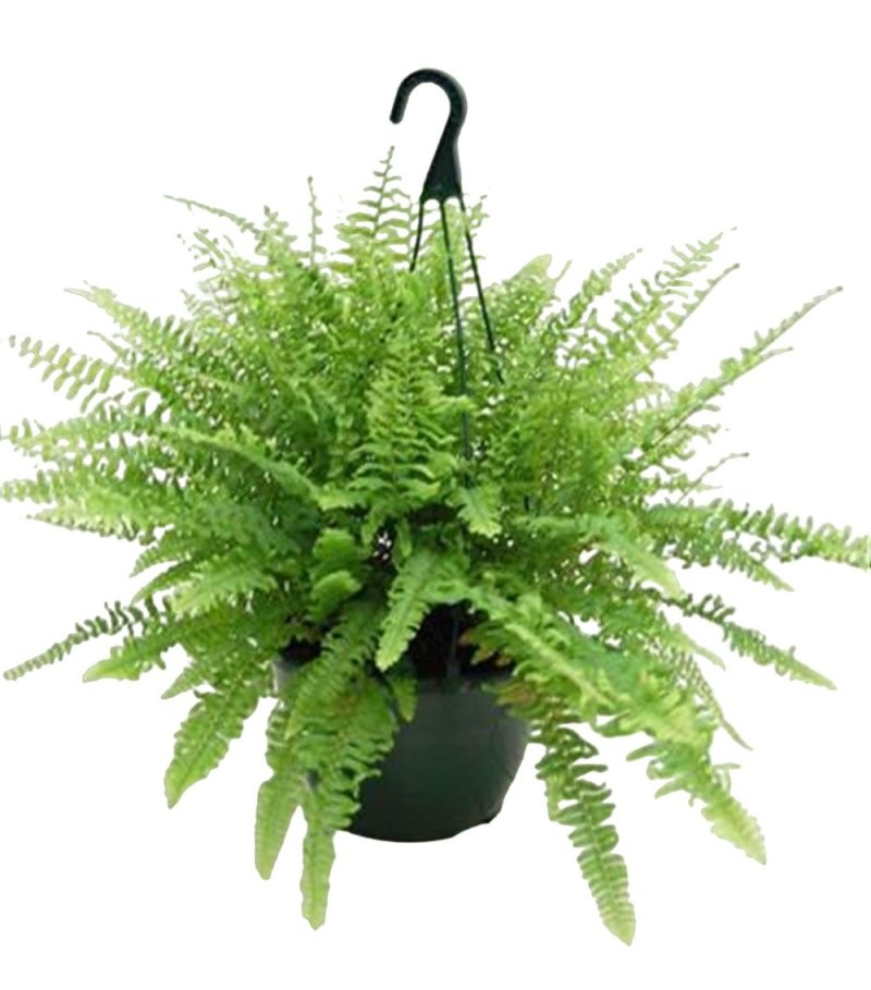 NEPHROLEPIS  M18 PENJAR