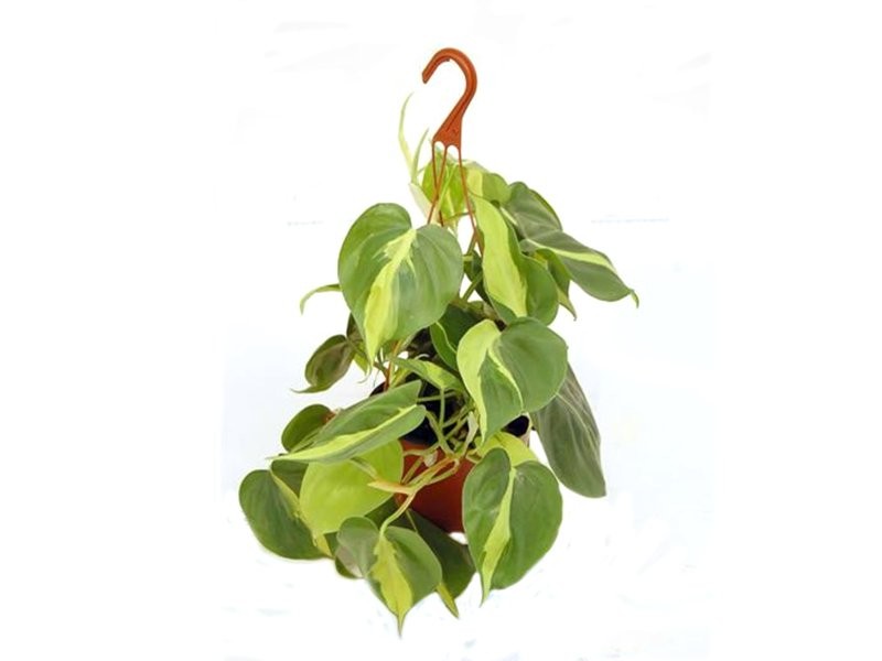 PHILODENDRON SCAND. BRAZIL PENJAR M15