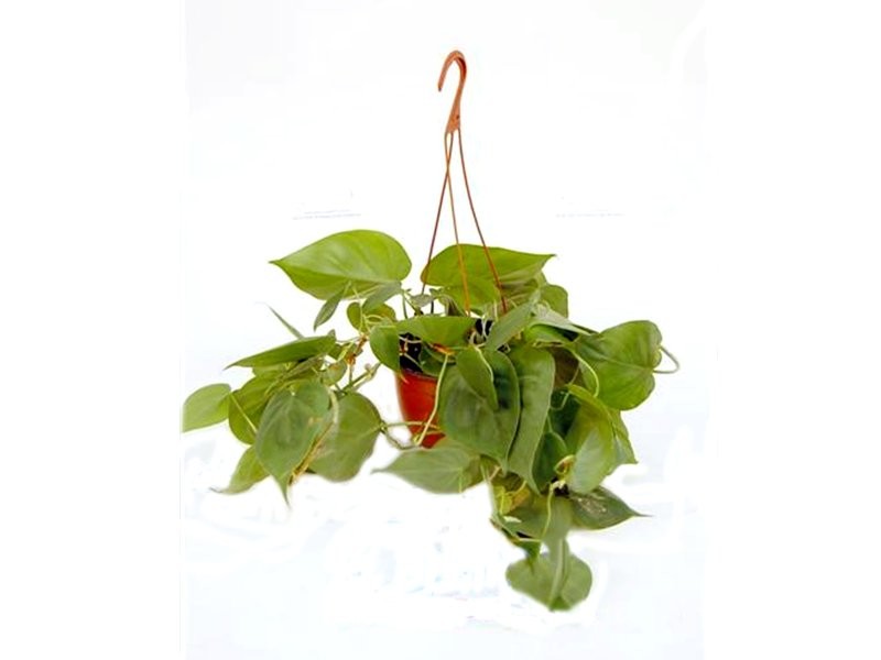 PHILODENDRON SCANDENS PENJAR M15