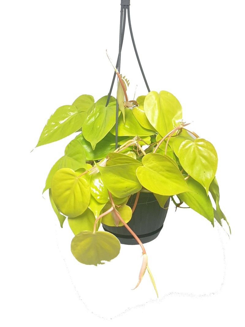 PHILODENDRON SCANDENS PENJAR M15 MICANS LEMON LIM