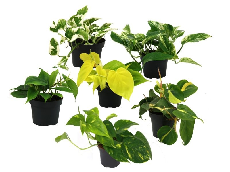 POTHOS  M11 MIX