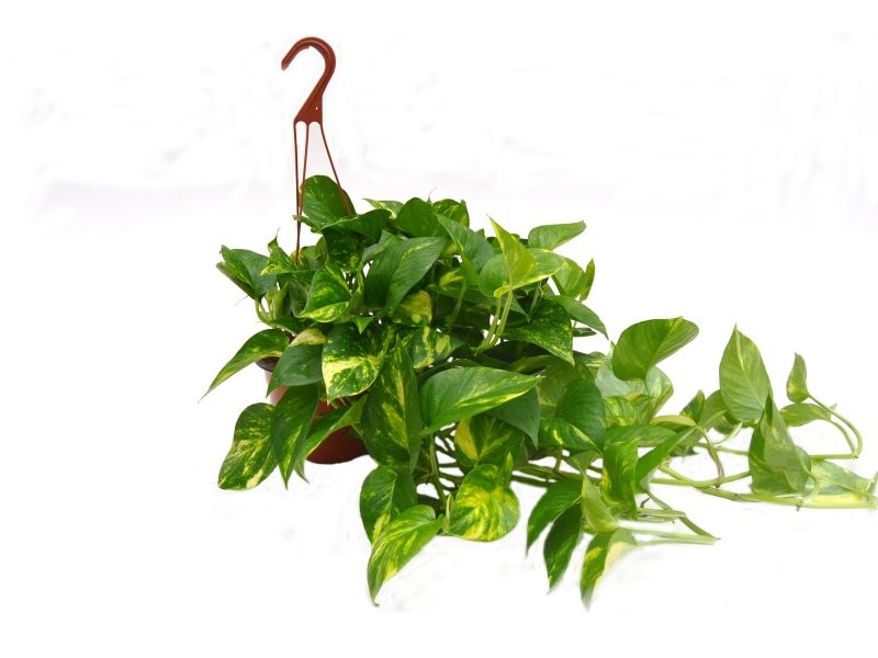 POTHOS  M15 PENJAR