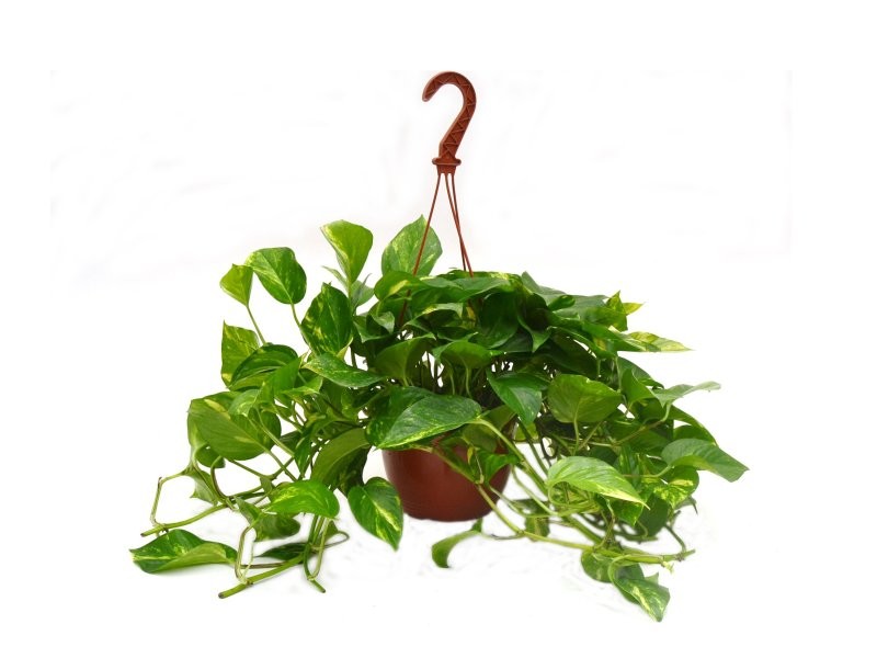 POTHOS  M18 PENJAR