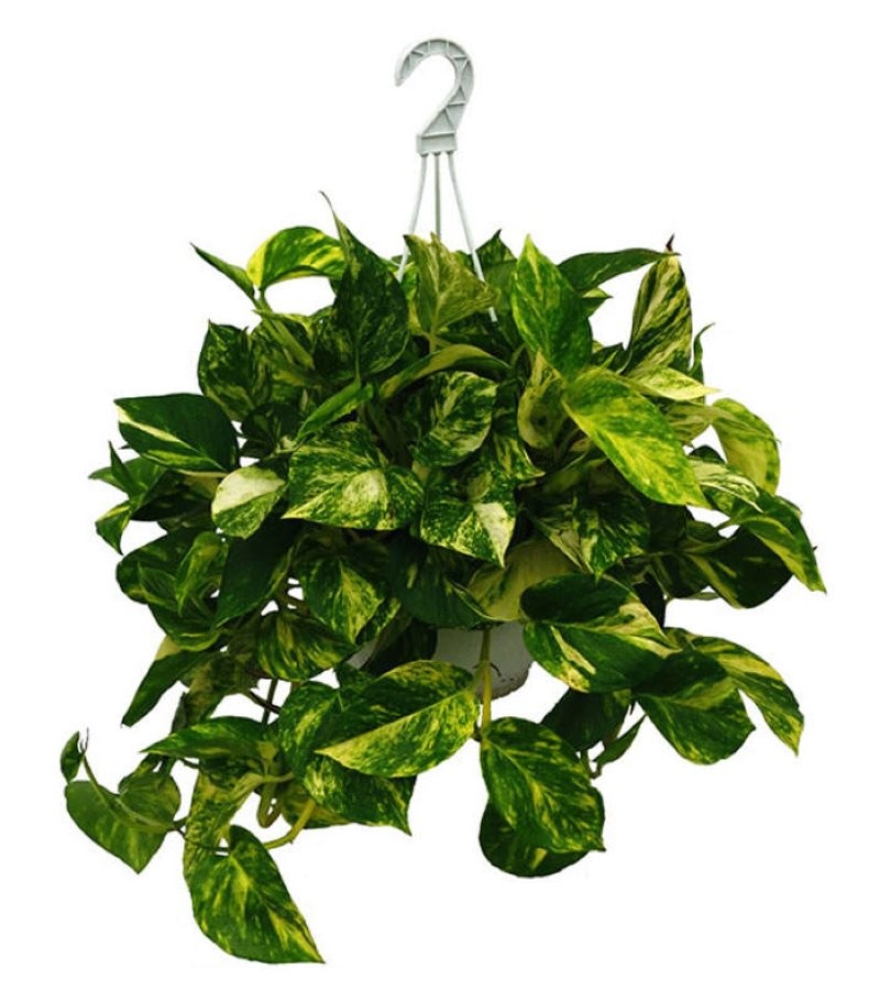 POTHOS  M25 PENJAR