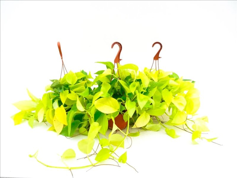 POTHOS  M15 PENJAR GOLDEN