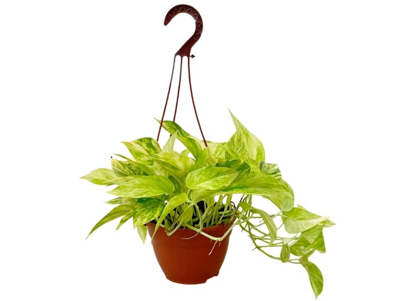 POTHOS  M15 PENJAR Hicolor