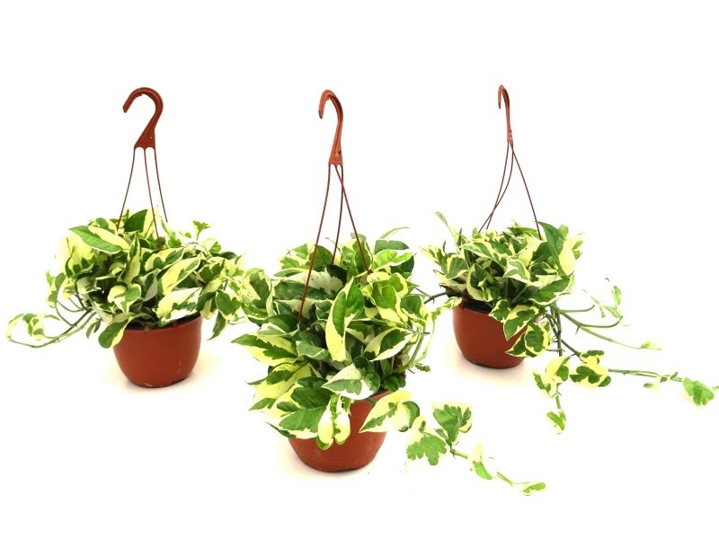 POTHOS  M15 PENJAR PEARL AND JADE