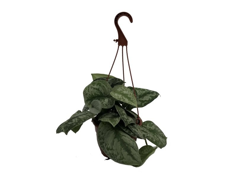 POTHOS  M15 PENJAR TREBIE