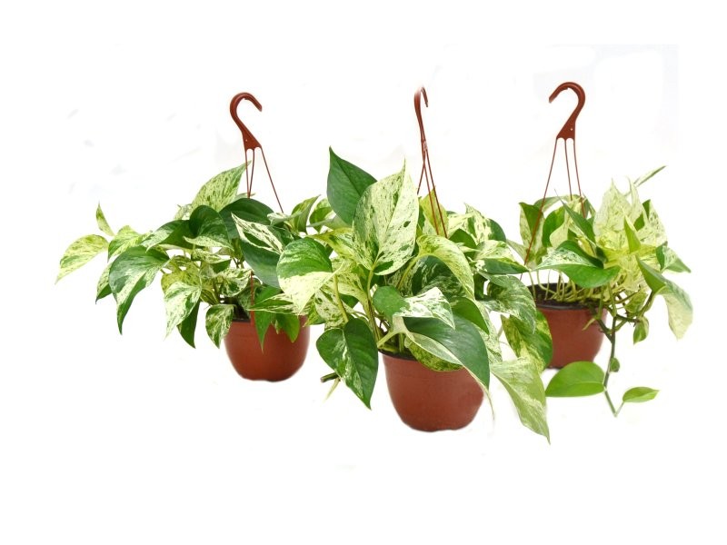 POTHOS  M15 PENJAR MARBLE QUEEN