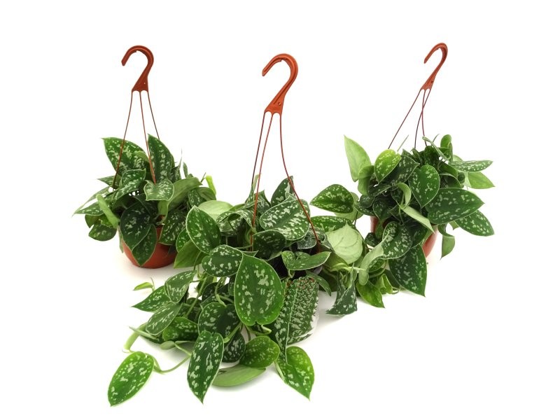 POTHOS  M15 PENJAR PICTUS