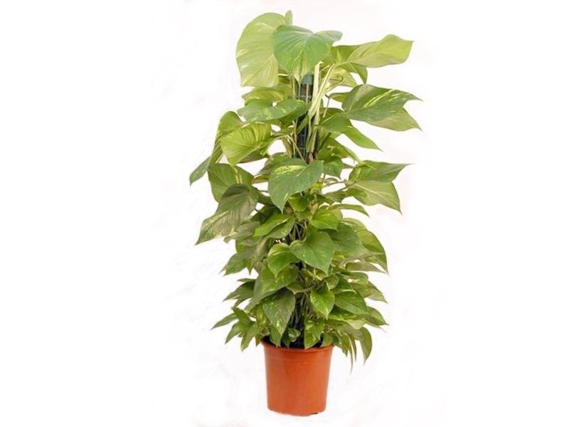 POTHOS  TUTOR M22-110cm. Empalmaple
