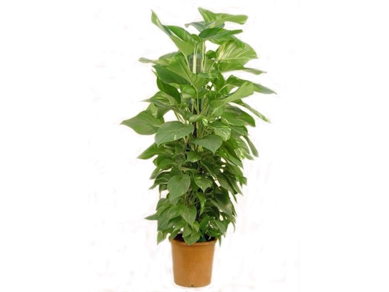 POTHOS  TUTOR M25-130cm. Empalmaple