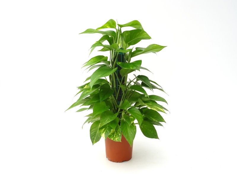 POTHOS  TUTOR M17- 50cm. Empalmaple