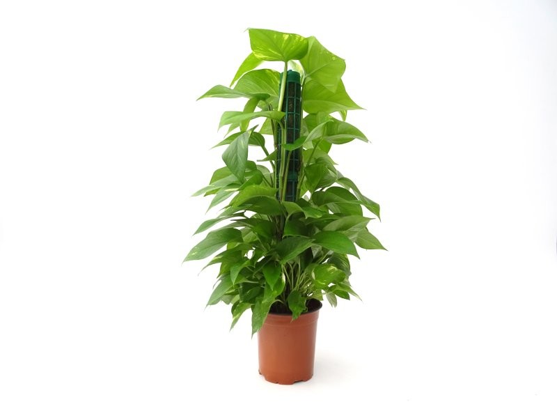 POTHOS  TUTOR M17- 85cm. Empalmaple