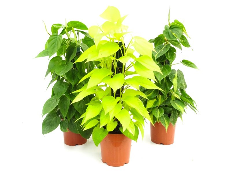 POTHOS  MIX TUTOR M17 -50cm. Empalmaple