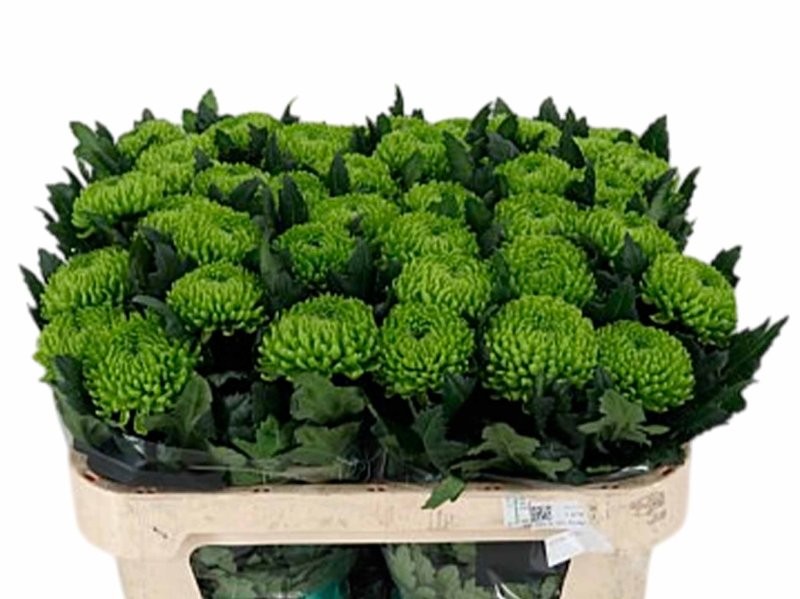 FLOR, CHRISANTHEM,  ALEMANI x 10 tiges.