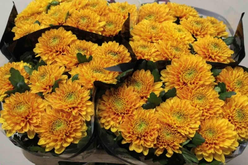 FLOR, CHRISANTHEM, WILLEM ORANGE x 10 tiges