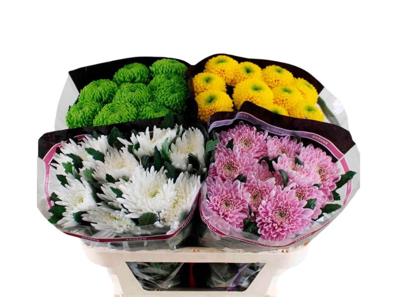 FLOR, CHRISANTHEM,  ANASTASIA MIX x 10 tiges