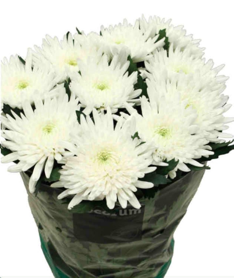 FLOR, CHRISANTHEM, ANASTASIA BLANC x 10 tiges