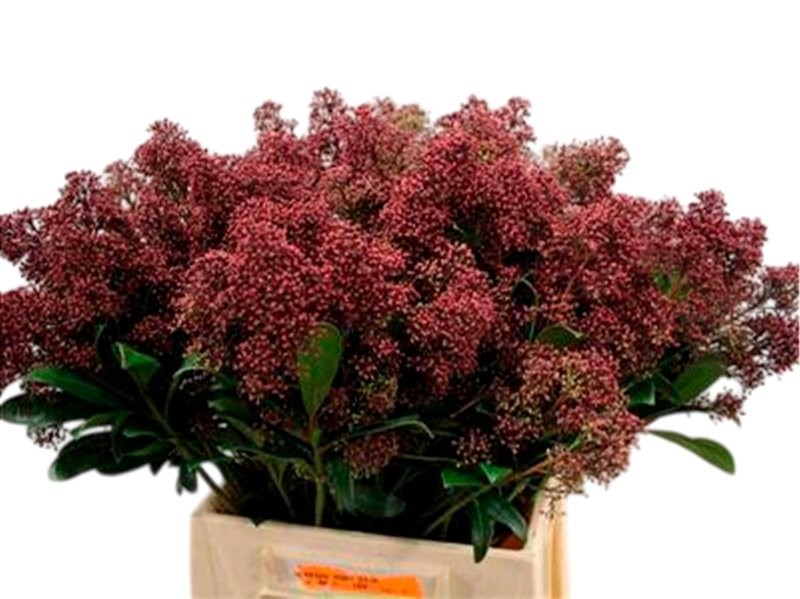 FLOR, SKIMMIA  RUBELLA  45cm.