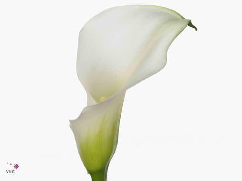 FLOR, ZANT CRYSTAL BLUSH 50cm. paq x10