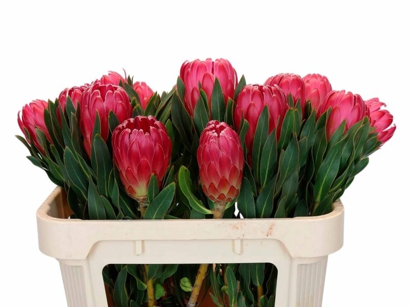 FLOR, PROTEA BRENDA 40cm x1 tija