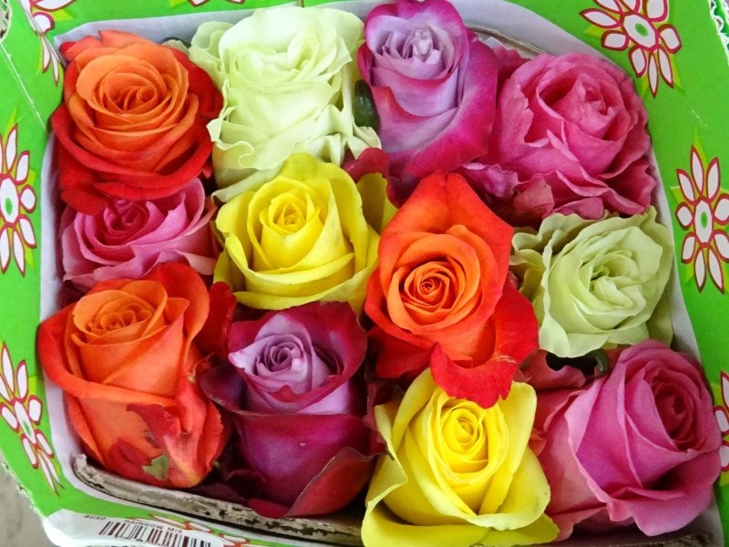 ROSA ECUADOR,  60cm. x25 RAINBOW NATURAL