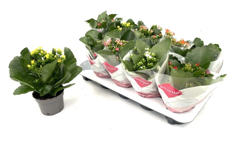 KALANCHOE  M10 mix