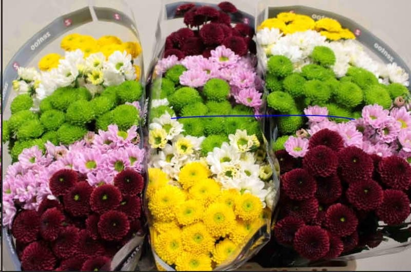 FLOR, CHRISANTHEM SANTINI MIX x25 tiges.