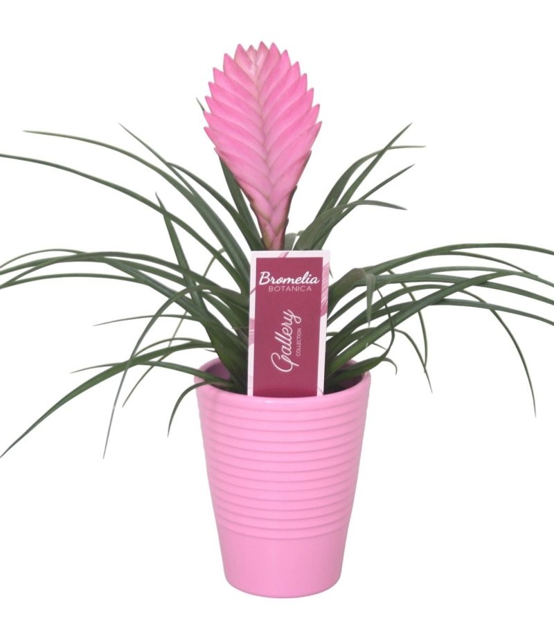 TILLANDSIA ANITA  M 9 cyanea Ceramica