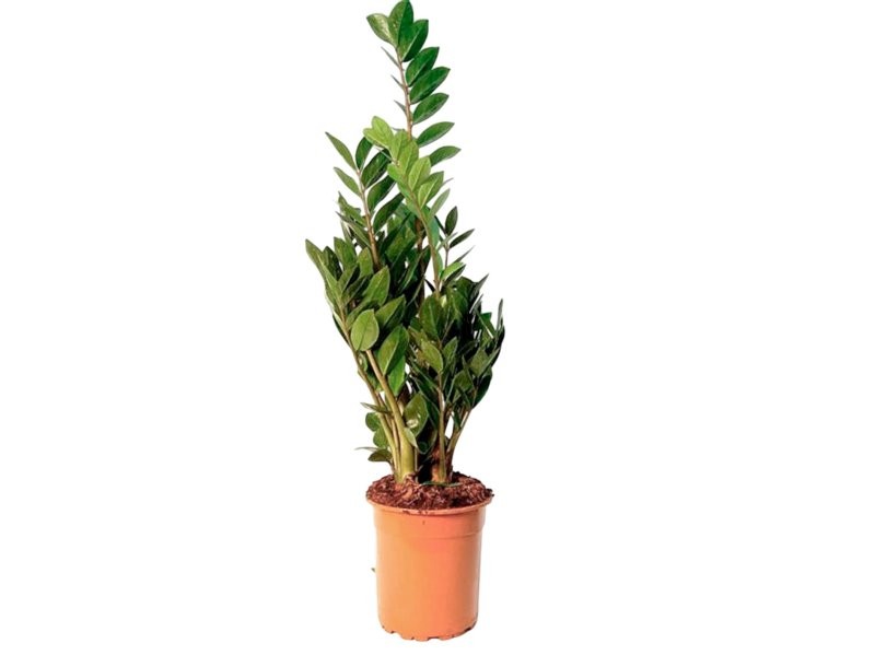 ZAMIOCULCAS  M24- 95cm.