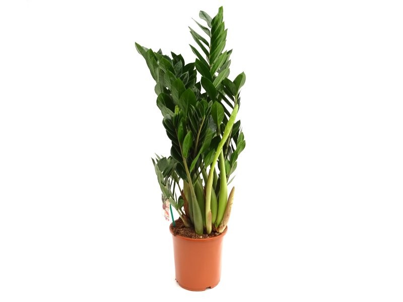 ZAMIOCULCAS  M21- 95cm.
