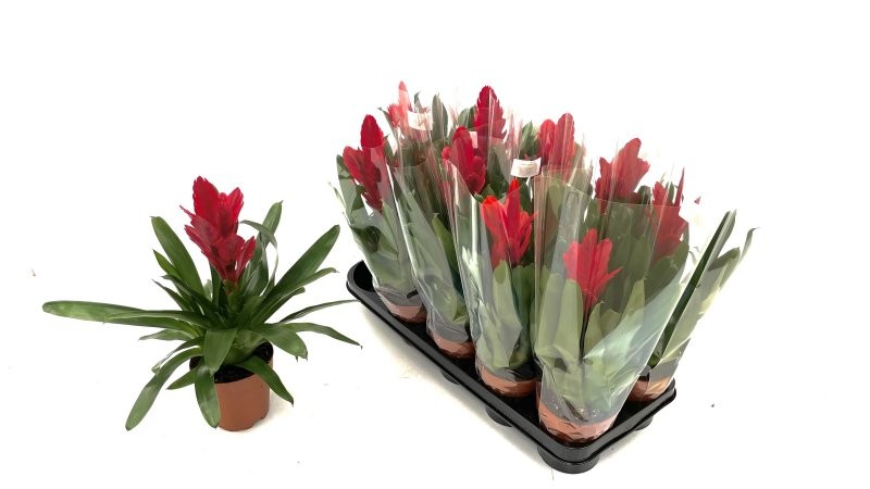 VRIESEA CHRISTIANE M12 VERMELLA