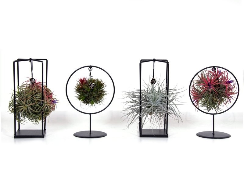 TILLANDSIA SUELTA DESIGN mix Medium