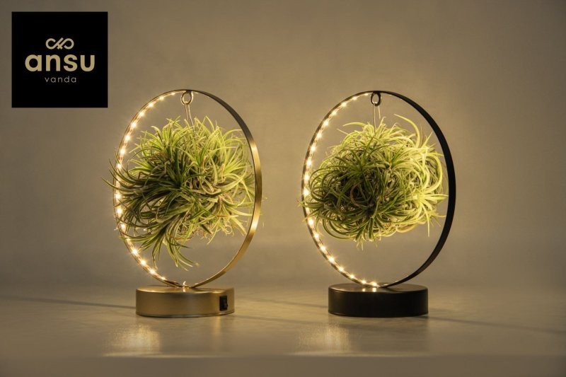 TILLANDSIA SUELTA DESIGN mix Medium Led Edition