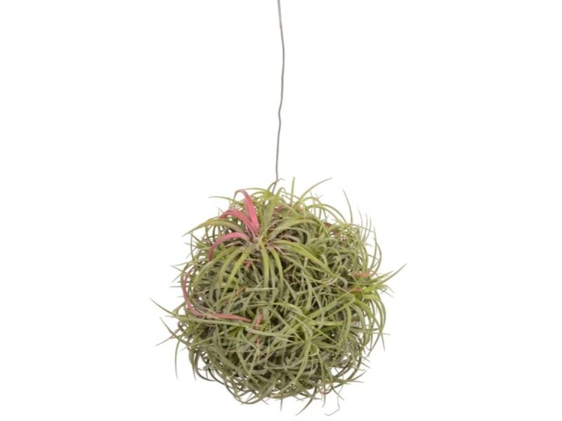 TILLANDSIA SUELTA creative MAGIC BALL mix