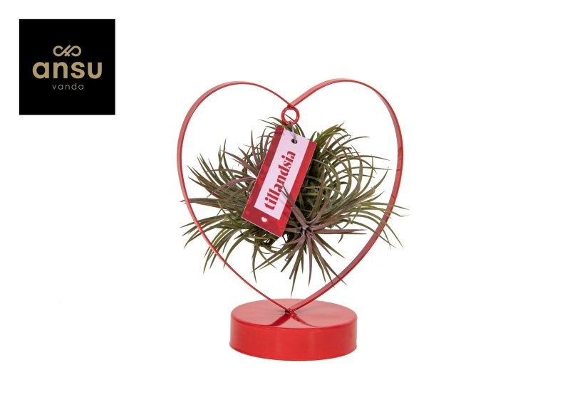 TILLANDSIA SUELTA DESIGN mix Medium COR