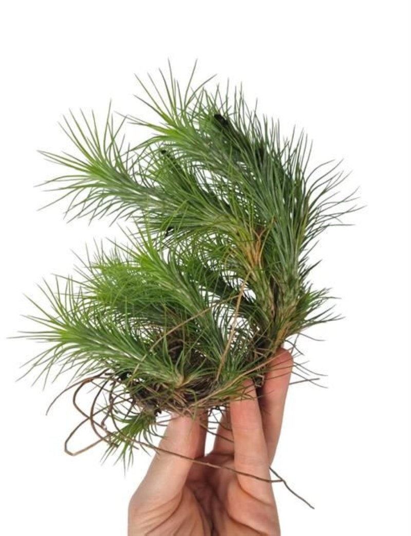 THILLANDSIA SUELTA FUNCKIANA CLUMB XXL