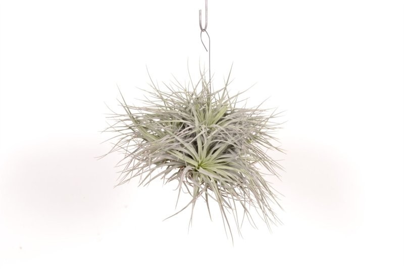 THILLANDSIA SUELTA creative Silver XL