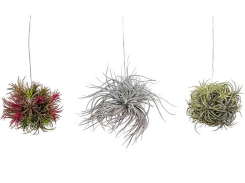 TILANDSIA SUELTA creative MIX