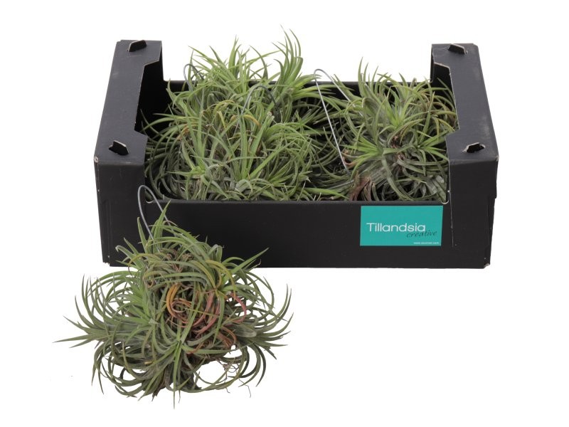 TILLANDSIA SUELTA creative Green