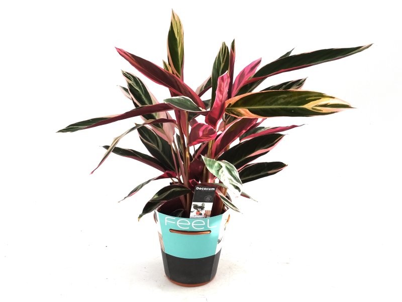 CALATHEA  M19  TRIOSTAR