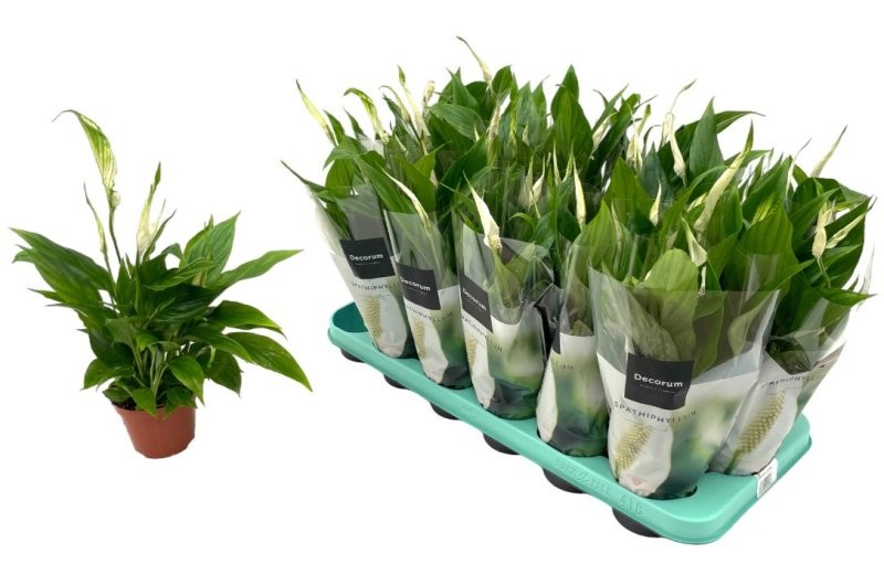 SPATHIPHYLLUM CHOPIN M 9