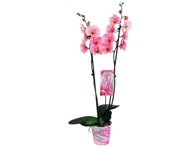 PHALAENOPSIS  M12 2 VARES 70cm. ROSA WONDER OF NA