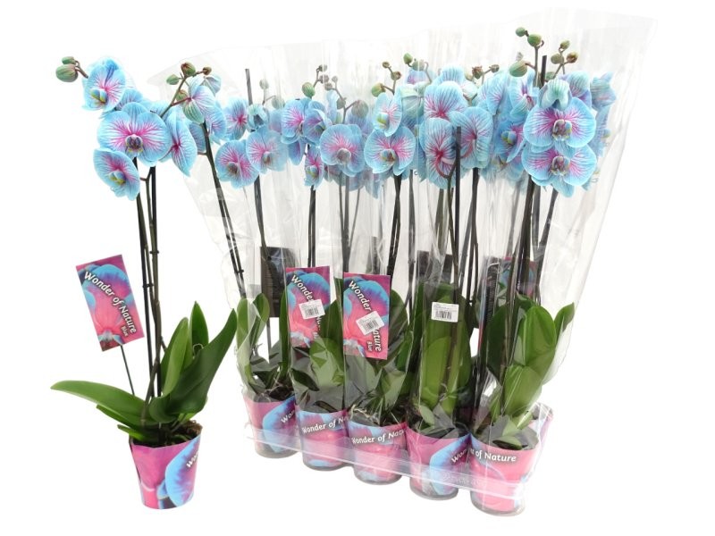 PHALAENOPSIS  M12 2 VARES 70cm. BLAU WONDER OF NA