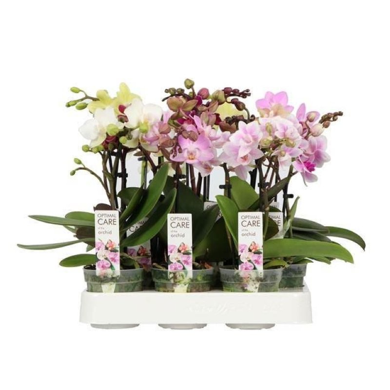 PHALAENOPSIS  M 7  MINIFLORA MIX 1 vara