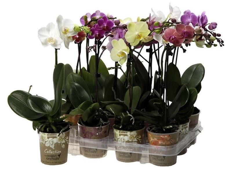 PHALAENOPSIS  M 9 KOLIBRI 1 VARA  35cm.