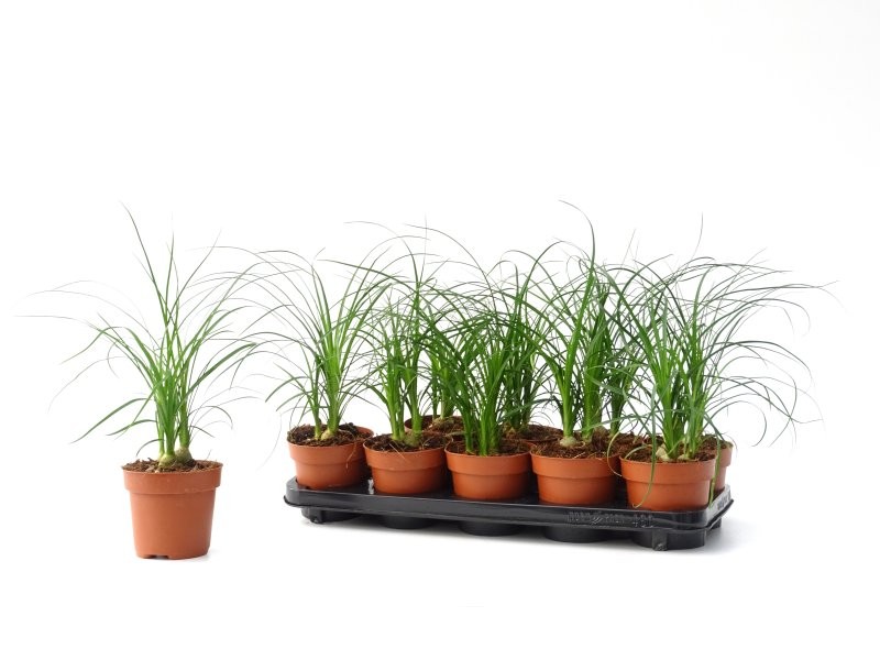 NOLINA  M12 3 bulbos (beaucarnea)