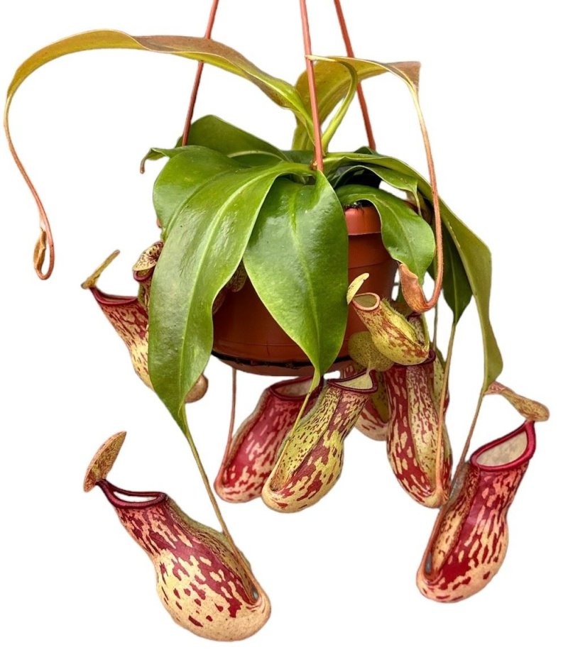 PLANTES CARNIVORES NEPENTHES PENJAR M14 Var