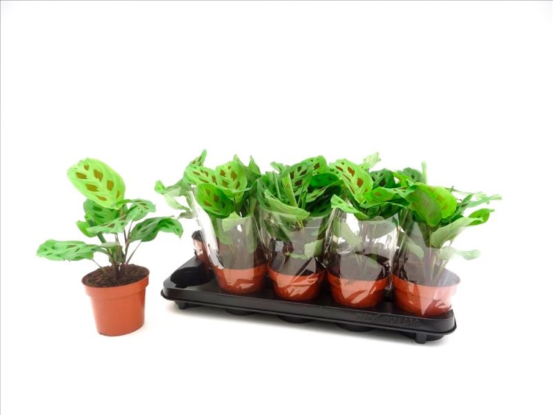 MARANTA KERKOVIANA M12